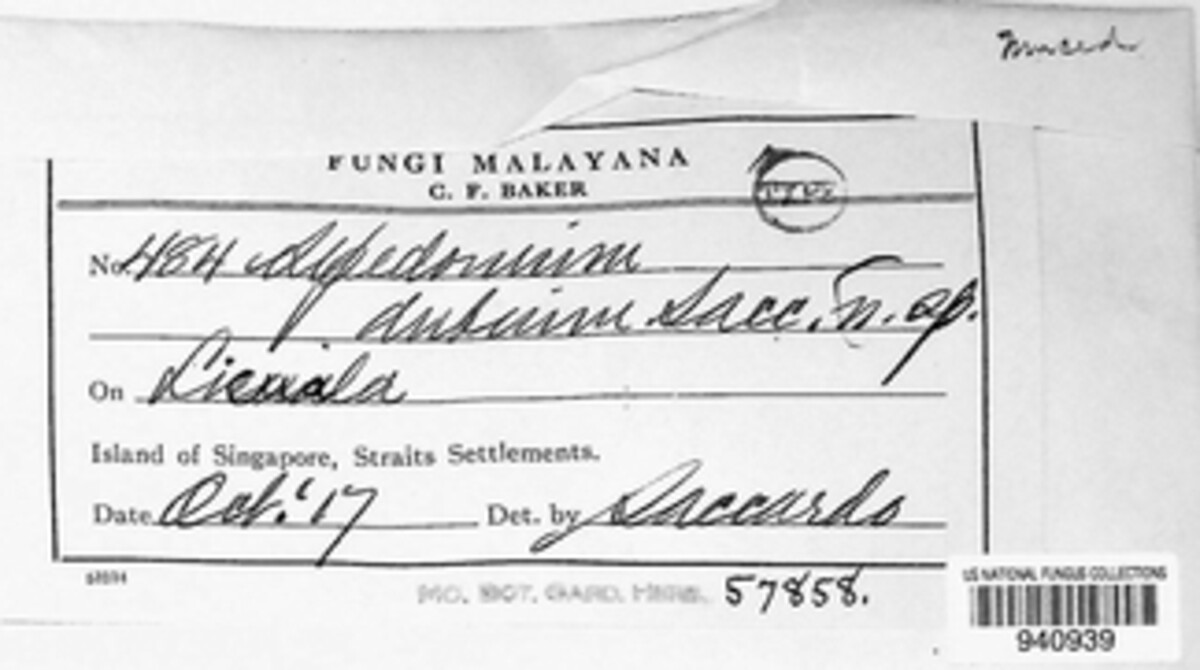 Sepedonium dubium image